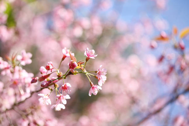 istock cherry blossoms , sakura flower in close up 672852488