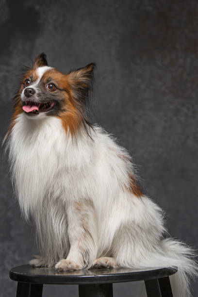 istock Studio portrait of a small yawning puppy Papillon 672852606