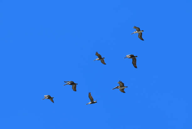 istock Flock of pelicans on blue sky background 672852618