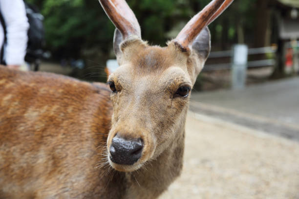 istock Wild deer in nara city Japan 672854286