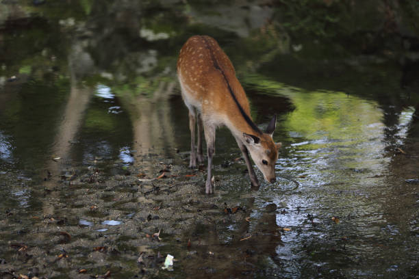 istock Wild deer in nara city Japan 672854376