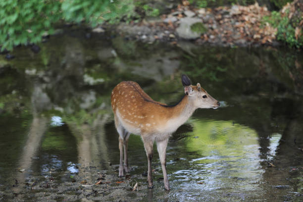 istock Wild deer in nara city Japan 672854400