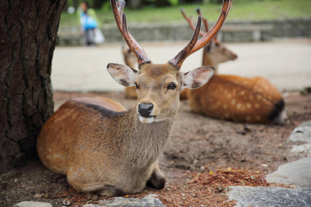 istock Wild deer in nara city Japan 672854416