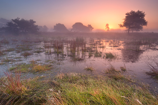 Beautiful bog landscape in autumn, bog vegetation painted in autumn, small swamp lakes, islands overgrown with small bog, reed, grass, moss cover the ground,