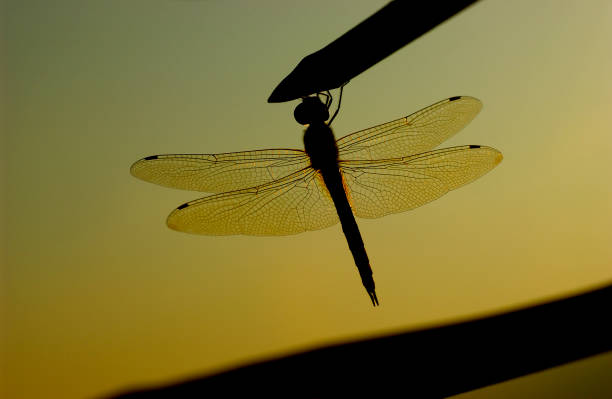 istock Dragonfly glowing in the morning sun 672867012