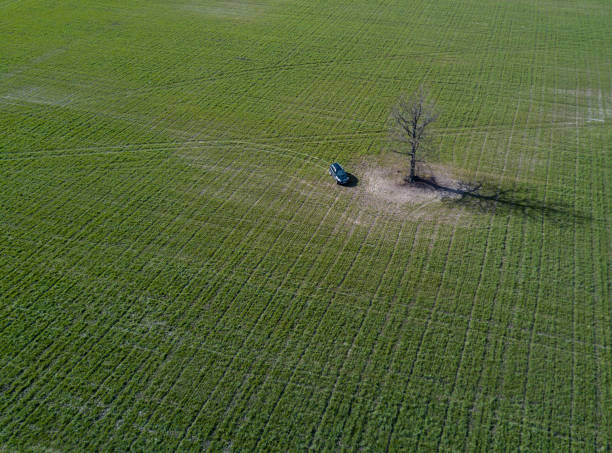 istock Green field car and alone tree in Belarus. 672867382