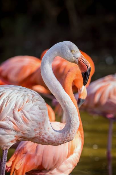 istock Pretty flamingo up close shot 672871966