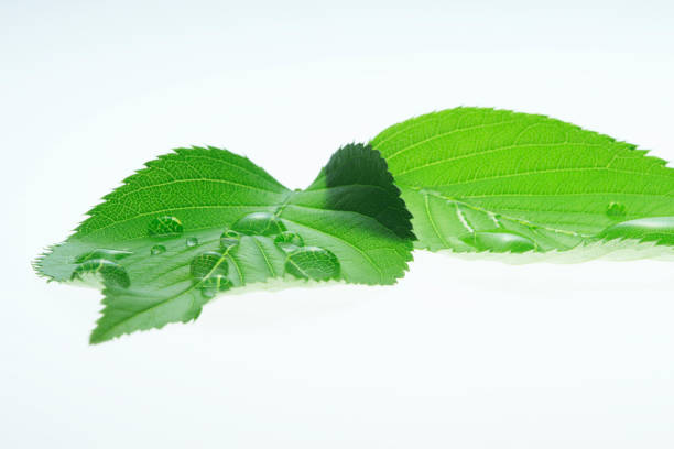 istock Fresh green leaves and water drop 672872040