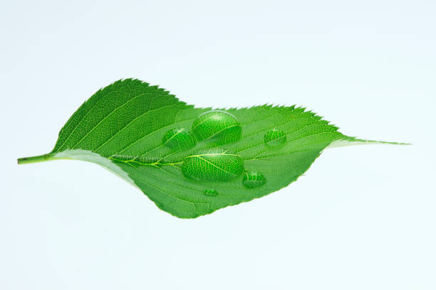 istock Fresh green leaves and water drop 672872116