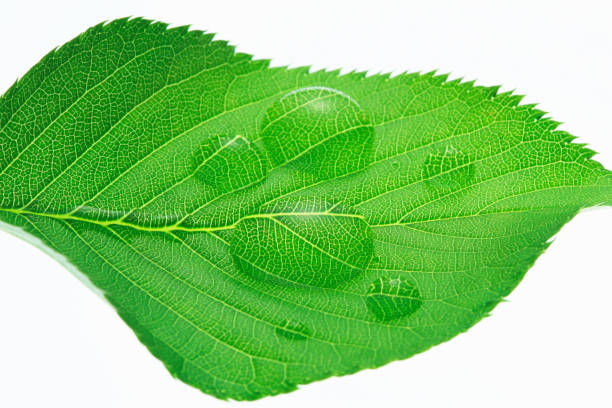 istock Fresh green leaves and water drop 672872124