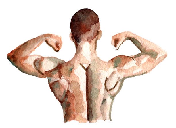 illustrazioni stock, clip art, cartoni animati e icone di tendenza di schizzo acquerello di muscoloso modello di fitness bodybuilder atletico in posa sullo sfondo bianco - latissimus dorsi illustrations