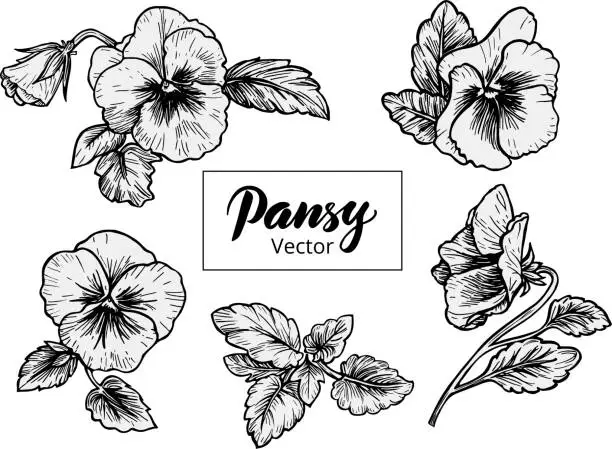 Vector illustration of Hand drawn pansy flowers