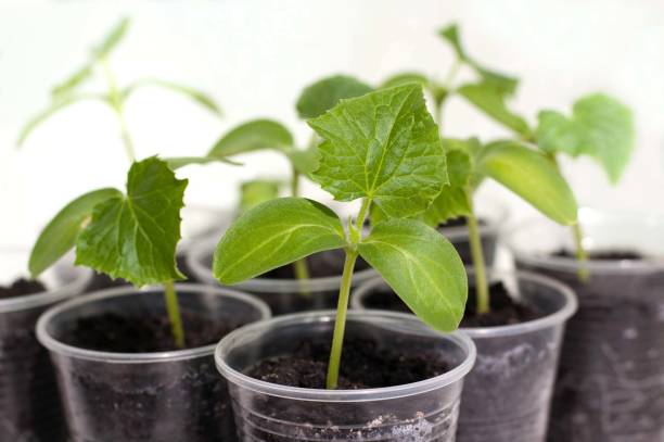 istock Cucumber seedlings in small plastic cups 672885086