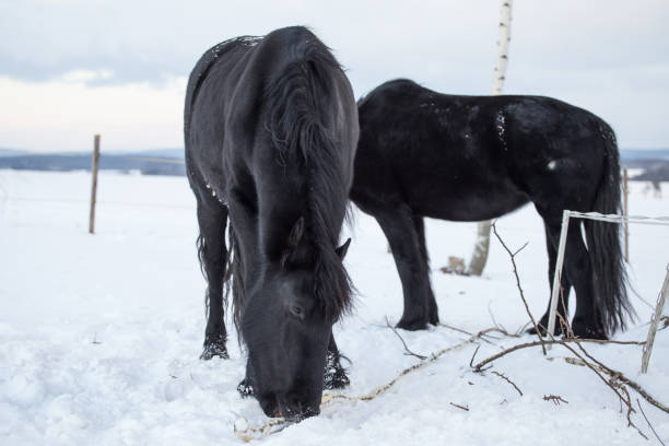 молодые фризские лошади на пастбище зимой. - horse black stallion friesian horse стоковые фото и изображения