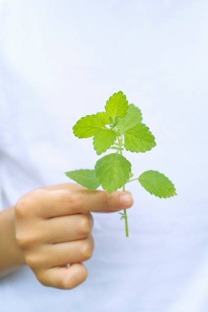 istock The girl with the herbs 672892616
