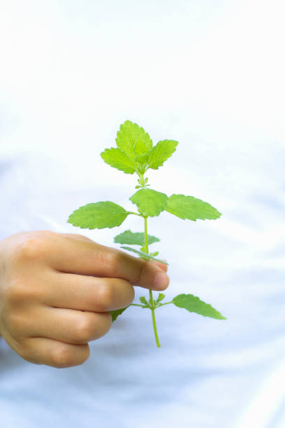 istock The girl with the herbs 672892640