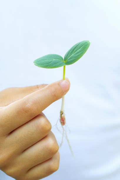 istock The girl with the shoots 672892668