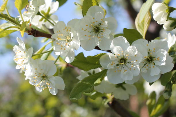 istock white flowers of cherry spring photo 672898628