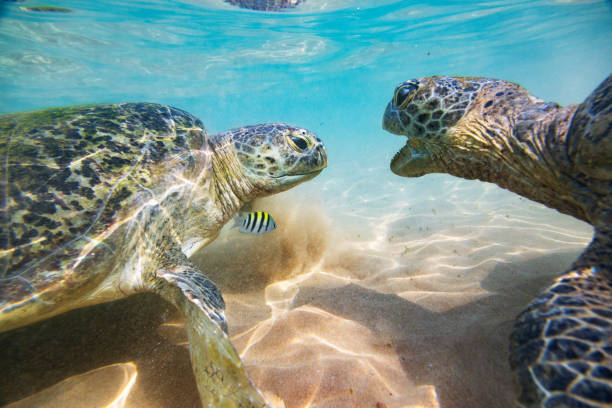 istock The green sea turtle 672901188
