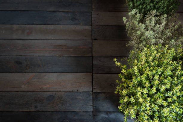 herbes de thym frais sur bois rustique - küchenkräuter photos et images de collection