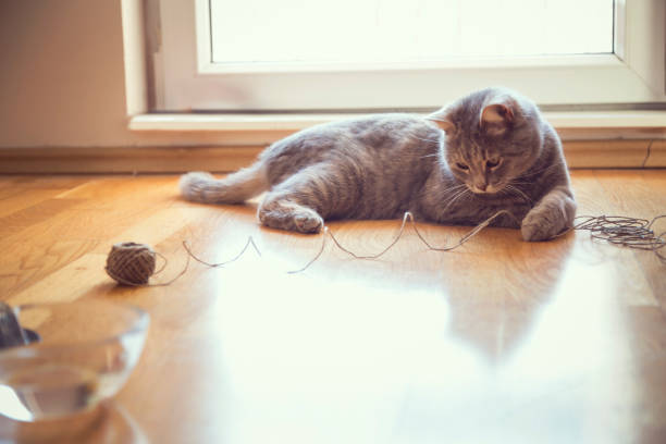 Cat playing with a ball of string Beautiful playful tabby cat lying on the living room floor, playing with a ball of string grey hair on floor stock pictures, royalty-free photos & images