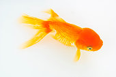 goldfisch.jpg?b=1&s=170x170&k=20&c=MFPGXPp9zQuGLSAJtsKvzXTAToax-_vucgaLa0nN564=