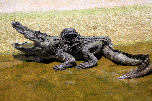 Old crocodile. A crocodile farm on island Lankgawi. Malaysia