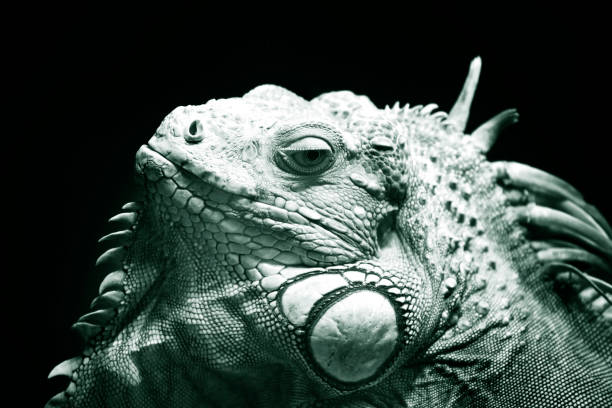 istock Portrait of a lizard close up 672906634