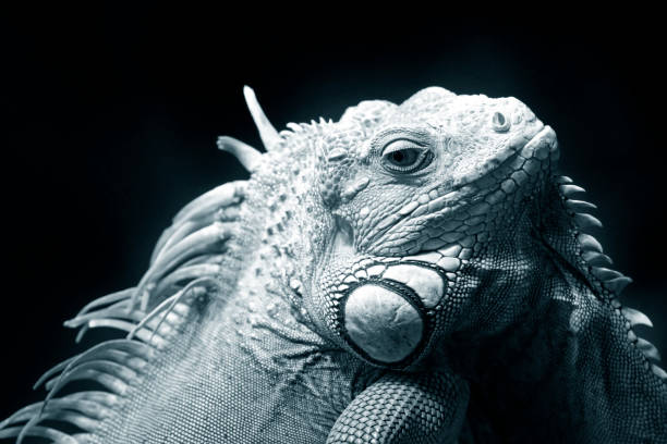 istock Portrait of a lizard close up 672906658