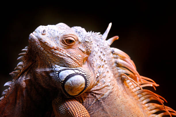 istock Portrait of a lizard close up 672906664