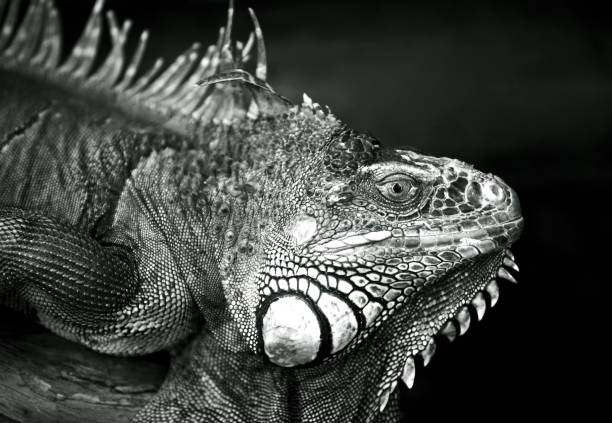 istock Portrait of a lizard close up 672908798