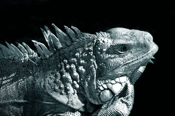istock Portrait of a lizard close up 672908812