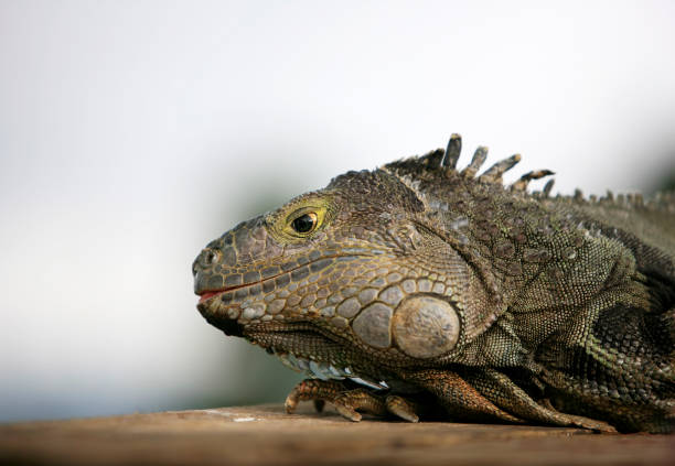 istock Portrait of a lizard close up 672908864
