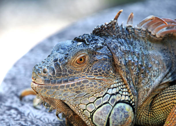 istock Portrait of a lizard close-up 672908956