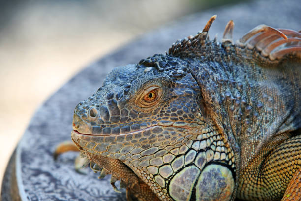 istock Portrait of a lizard close-up 672908976