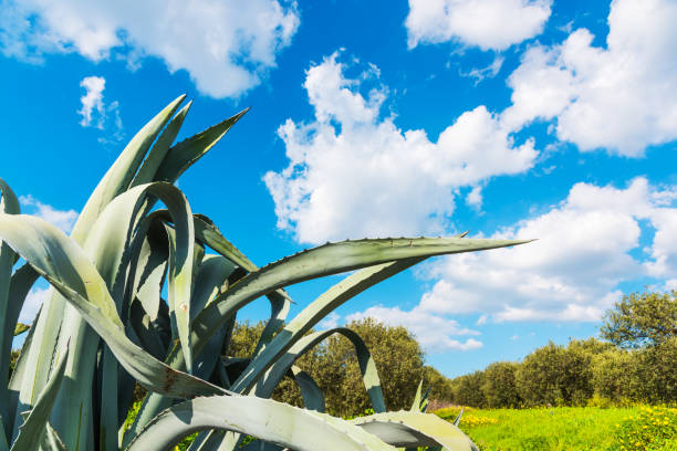 Close up of an agave in a green field in Sardinia