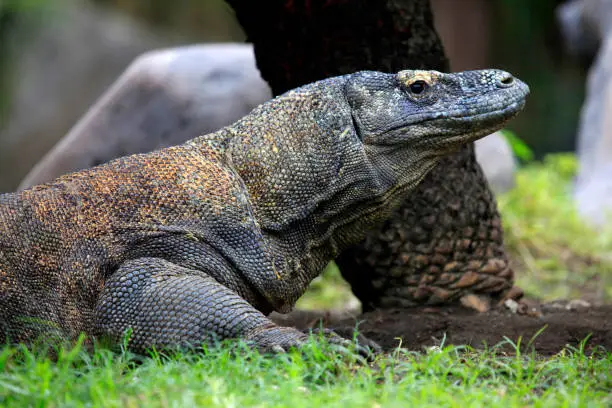 Photo of Komodo Dragon