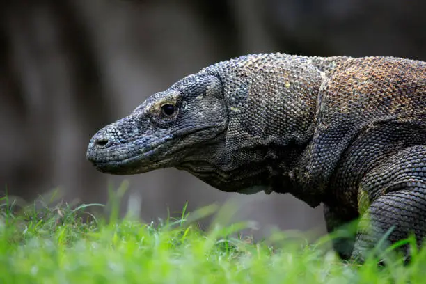 Photo of Komodo Dragon