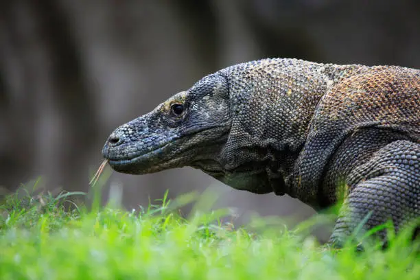 Photo of Komodo Dragon