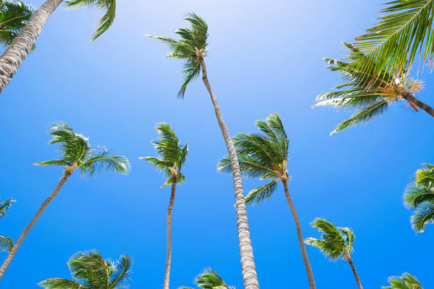 istock Summer sunny beach with tropical palm trees under blue sky 672916636