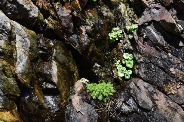 istock Coastal Rock Garden 672917572
