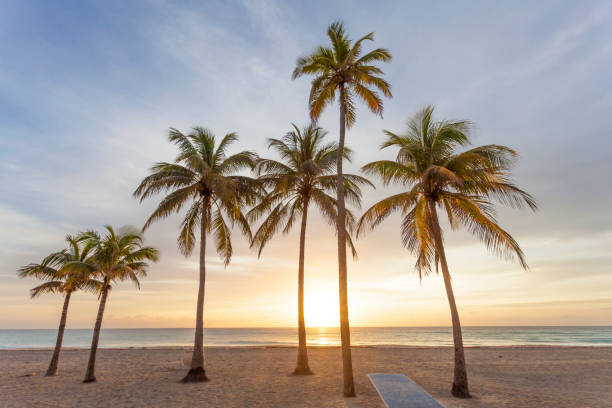 Palm trees at sunrise in Hollywood, Florida Palm trees at sunrise in Hollywood Beach. Florida, United States hollywood florida photos stock pictures, royalty-free photos & images