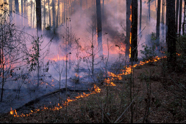 istock Line of low flames creeping through Longleaf pine forest understory 672920162