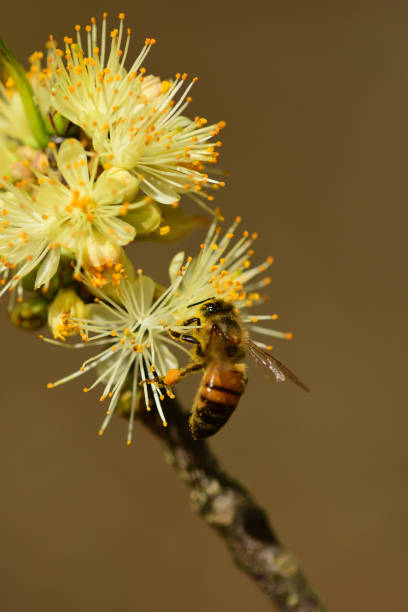 istock Bee gathering pollen from hog plum flowers 672923032