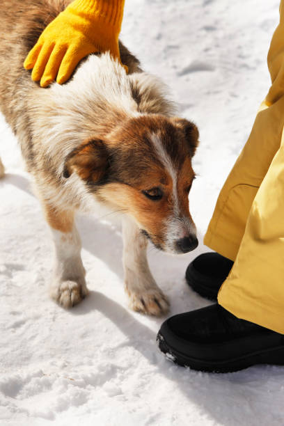 istock Girl stroking a stray dog 672923208