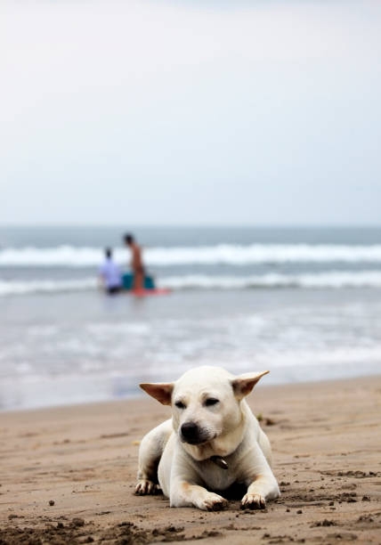istock White dog on a Bali beach 672923238