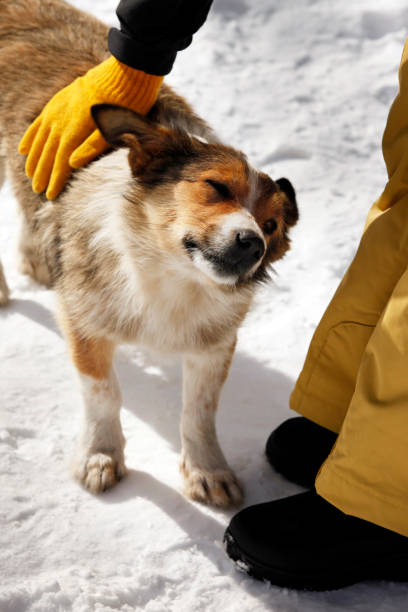 istock Girl stroking a stray dog 672923250
