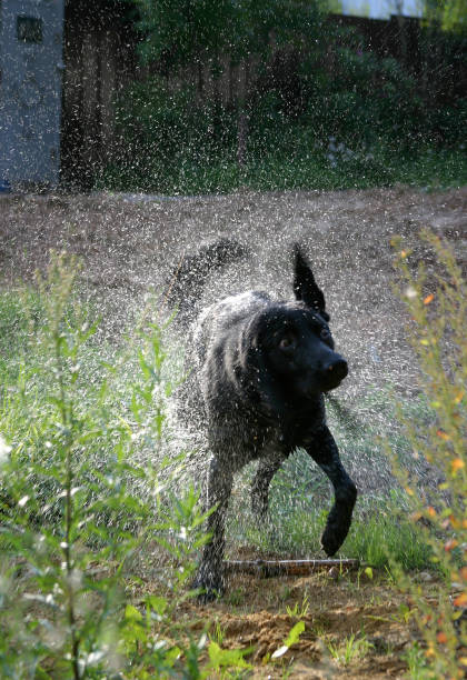 istock Wet dog in sparks 672923344