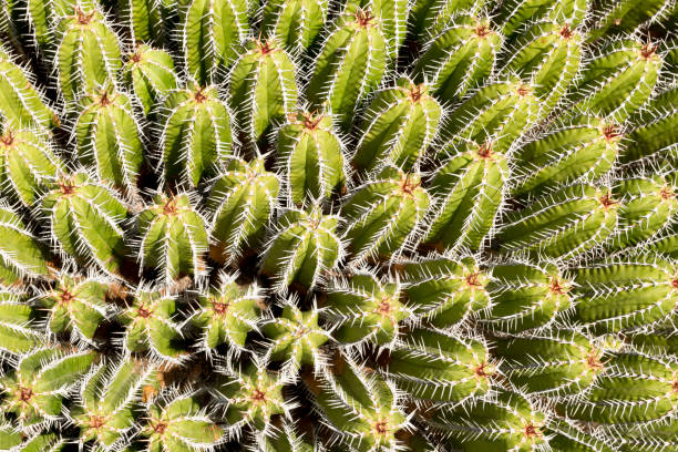 istock Overhead of Cacti and Thorns for Backgrounds 672923540