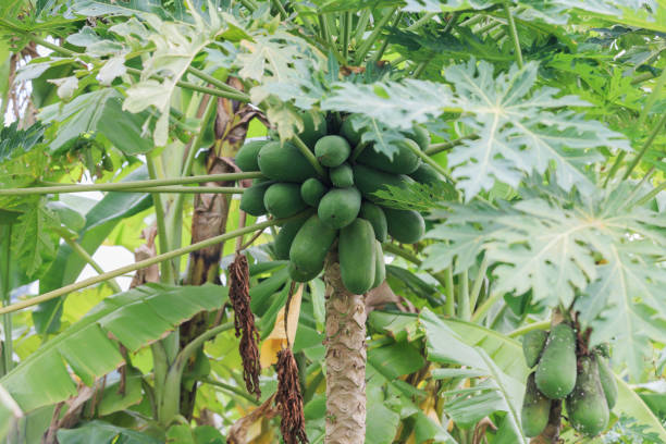 istock Papaya fruit on the papaya tree, close up with leaves. 672929528